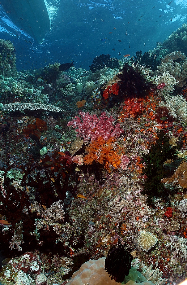 Raja Ampat 2016 - Corail - IMG_4900_rc.jpg